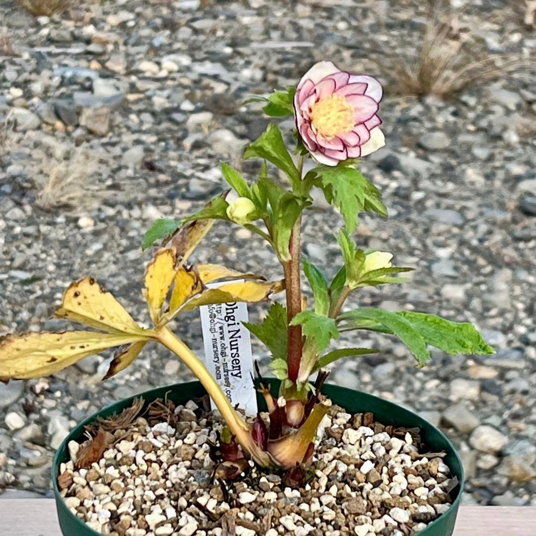 ˙*⋆様 3314⭐️超小輪⭐️フジタ⭐️オーレア⭐️ピコティーフラッシュ⭐️多