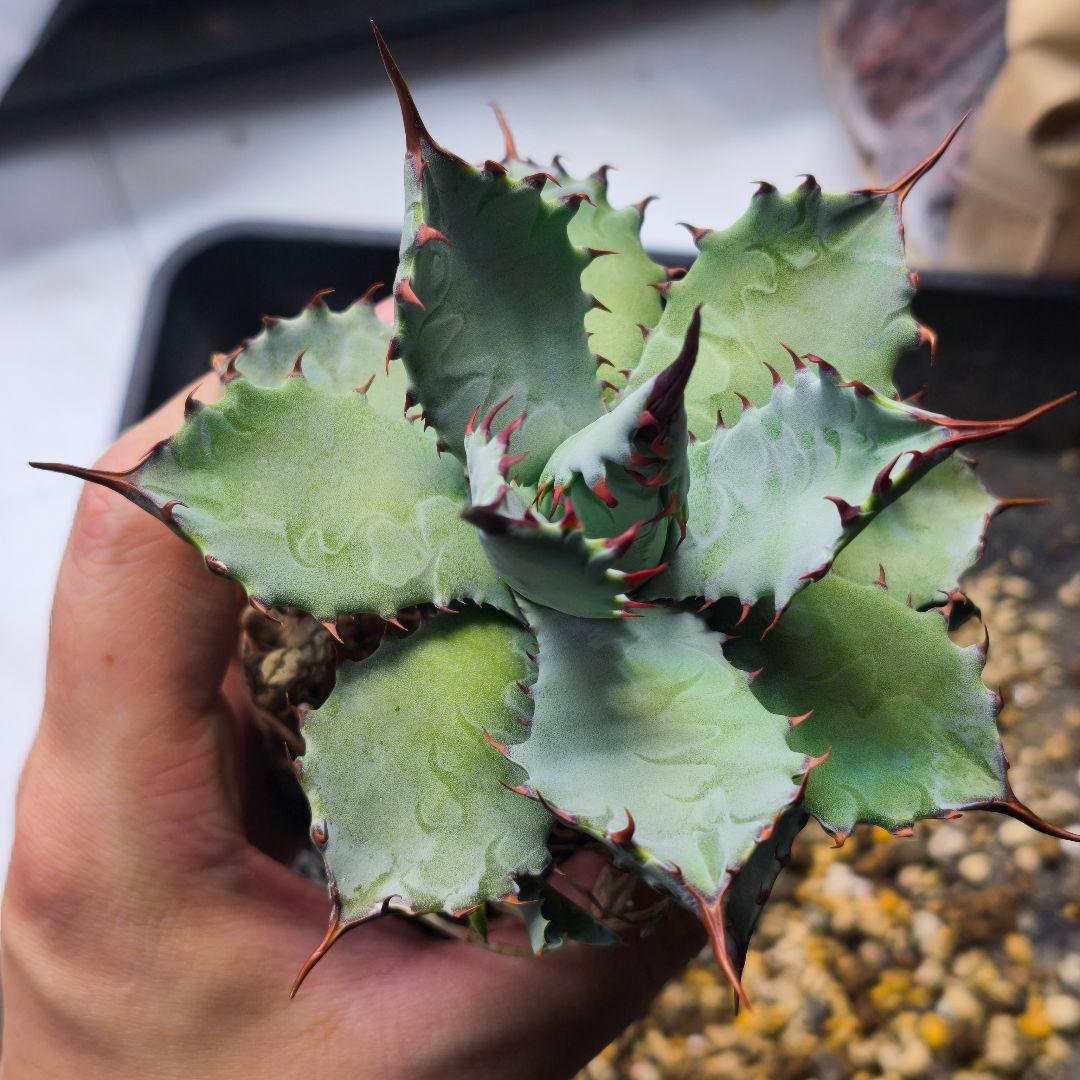 ク*ー様 ハイブリッドアガベ 楊貴妃×屈原の舞扇 直子3株セット