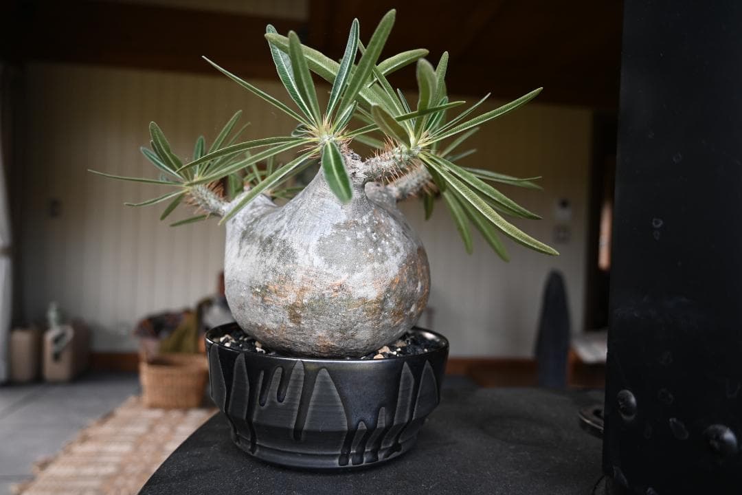 グラキリス　パキポディウム　パキポ　現地球　幅約13㎝