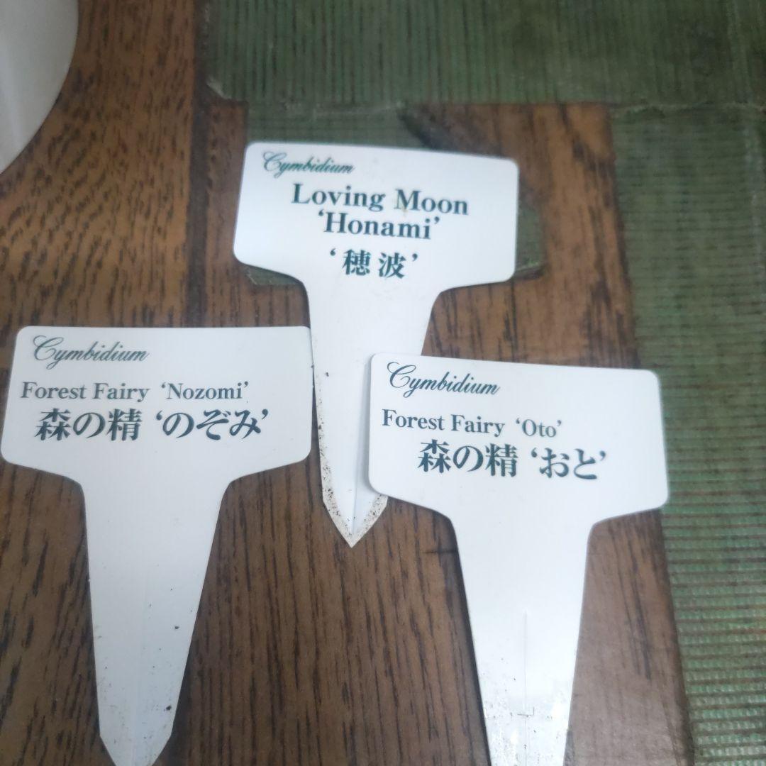 石田園芸⭐️テーブルシンピ⭐️３本立ち⭐️３鉢セット⭐️穂波⭐️おと⭐️のぞみ