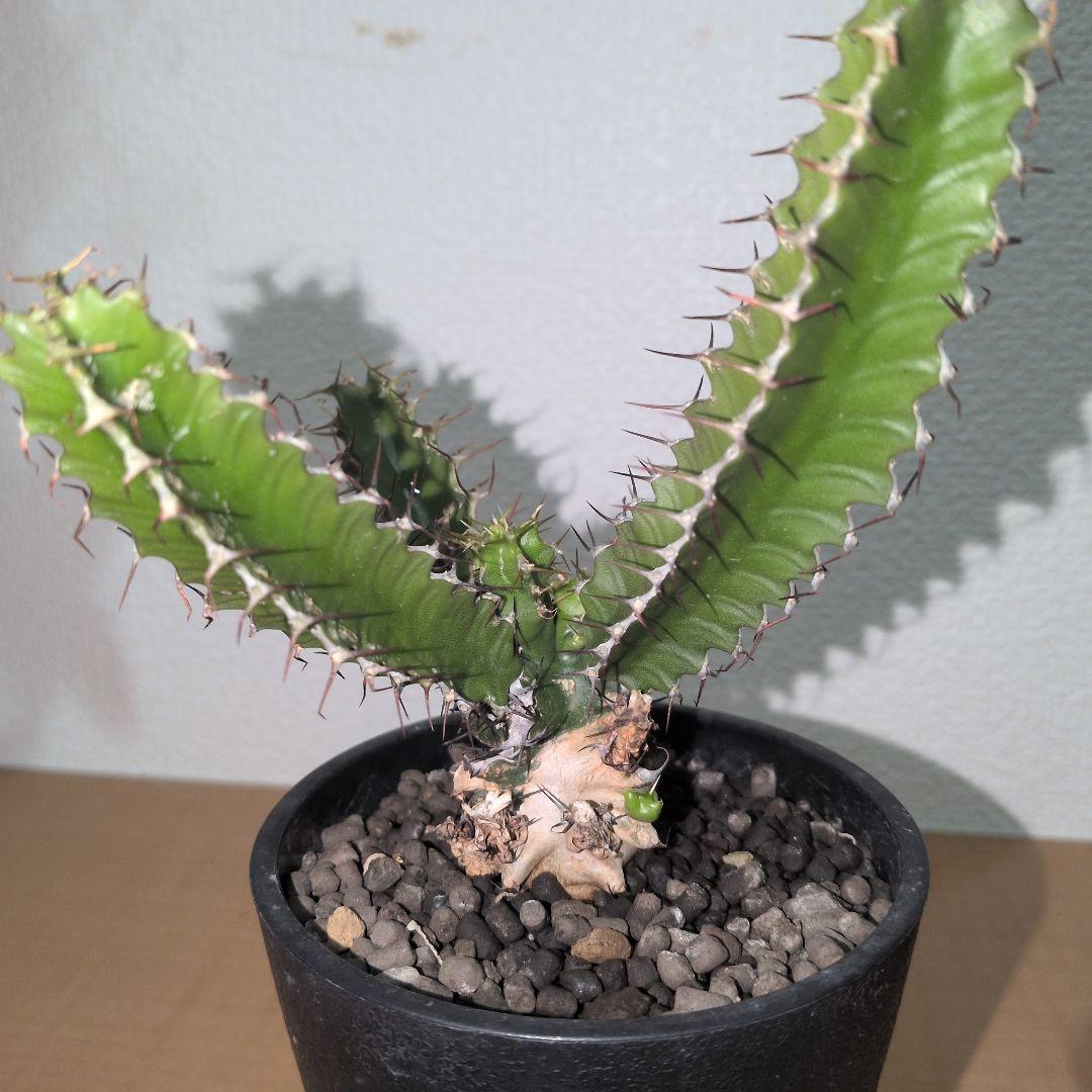 ユーフォルビア　ムランジーナ　実生株 （鉢付き)