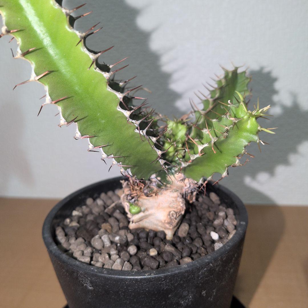 ユーフォルビア　ムランジーナ　実生株 （鉢付き)