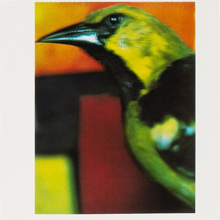 アート・デザイン・音楽 Coincidences Photo by Sarah Moon