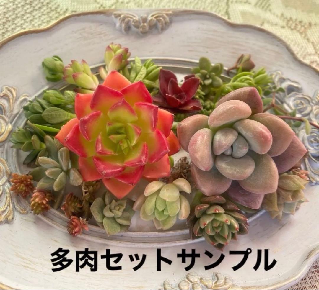 ⑤箱庭セットキット◆多肉寄せ植え