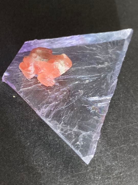 レア✴︎インカローズ　カエル　スイートホーム産