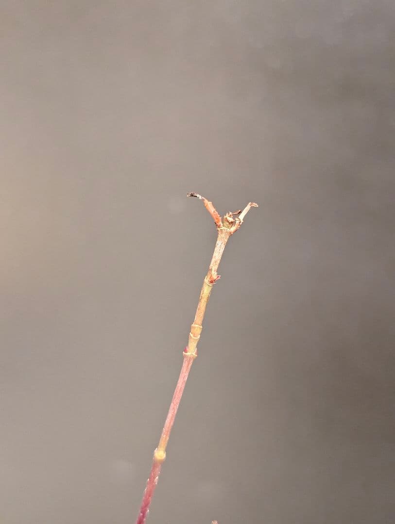 ヨッシーさま 確認用