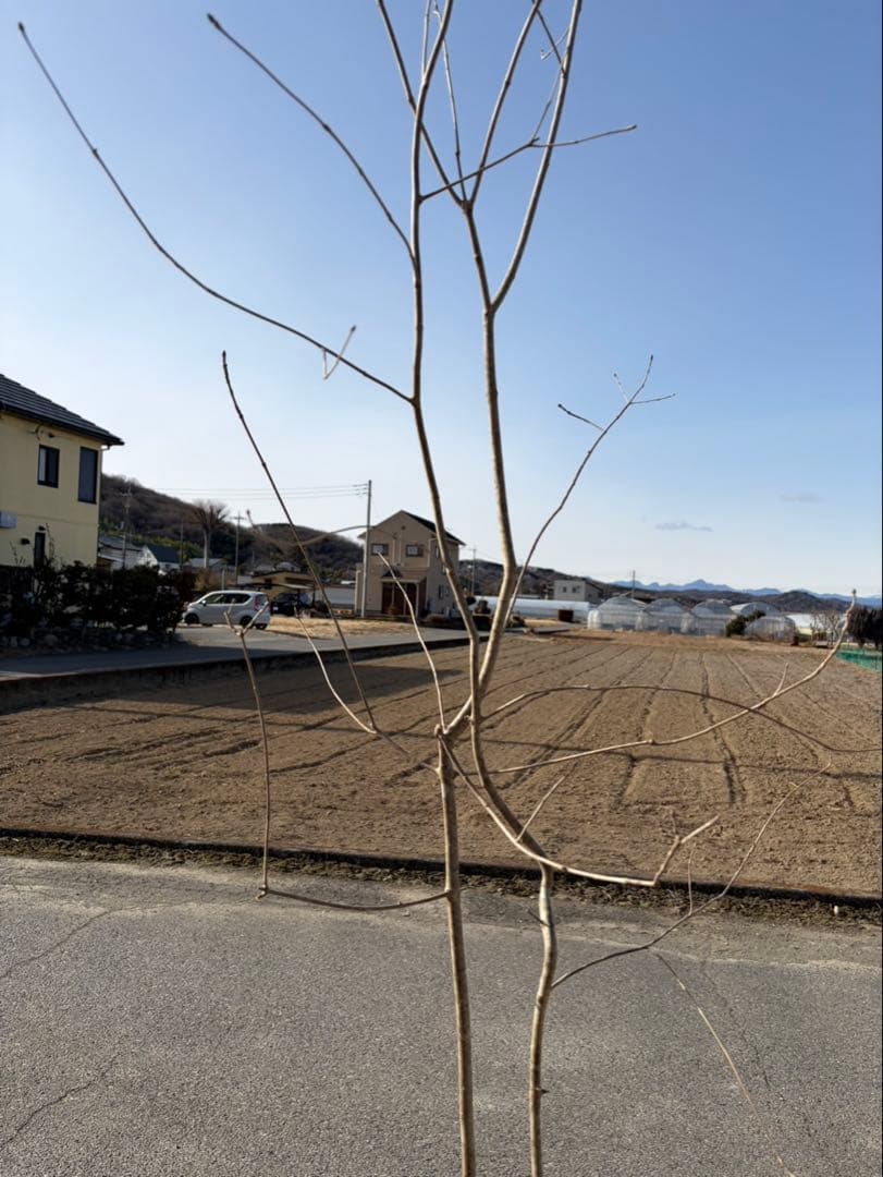 山採り アオダモ 自然樹形 株立ち 2本立ち
