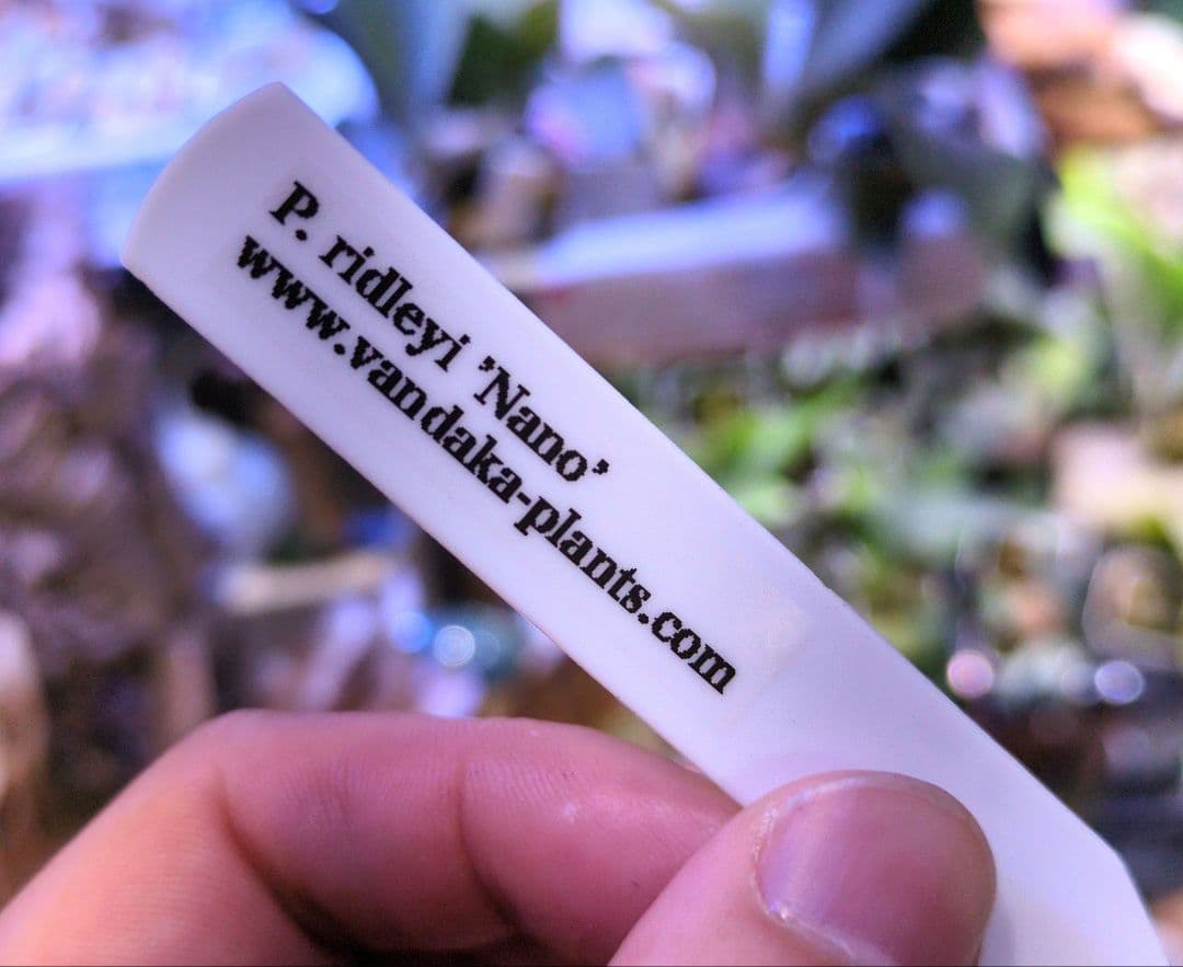 ビカクシダ☆ridleyi Nano× Pakarang☆リドレイナノ×パカラン