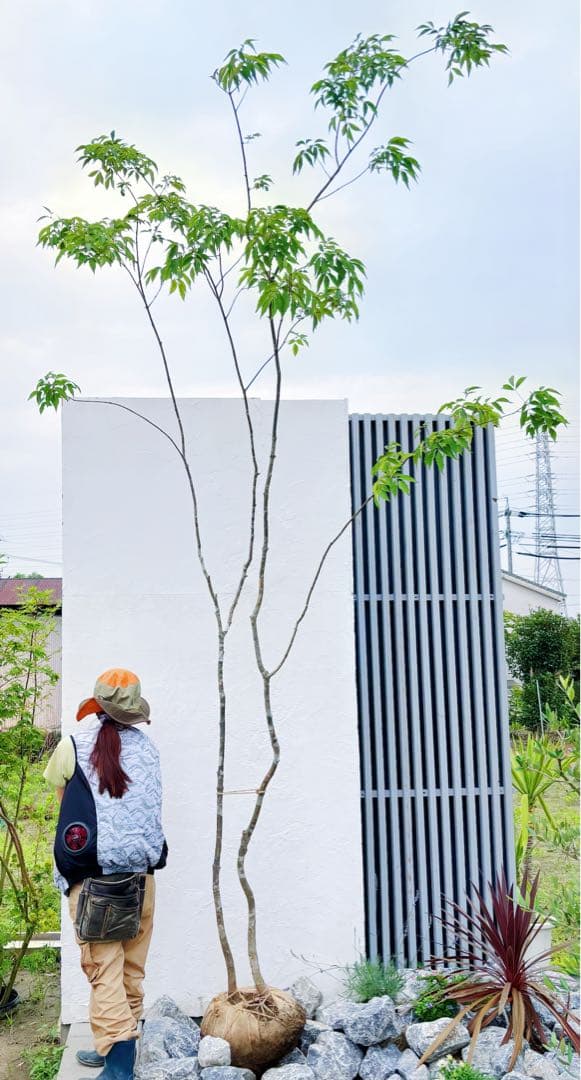 夏輝リクエスト2点