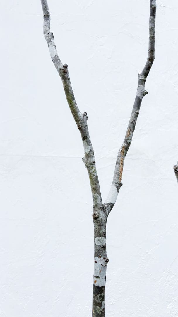 夏輝リクエスト2点