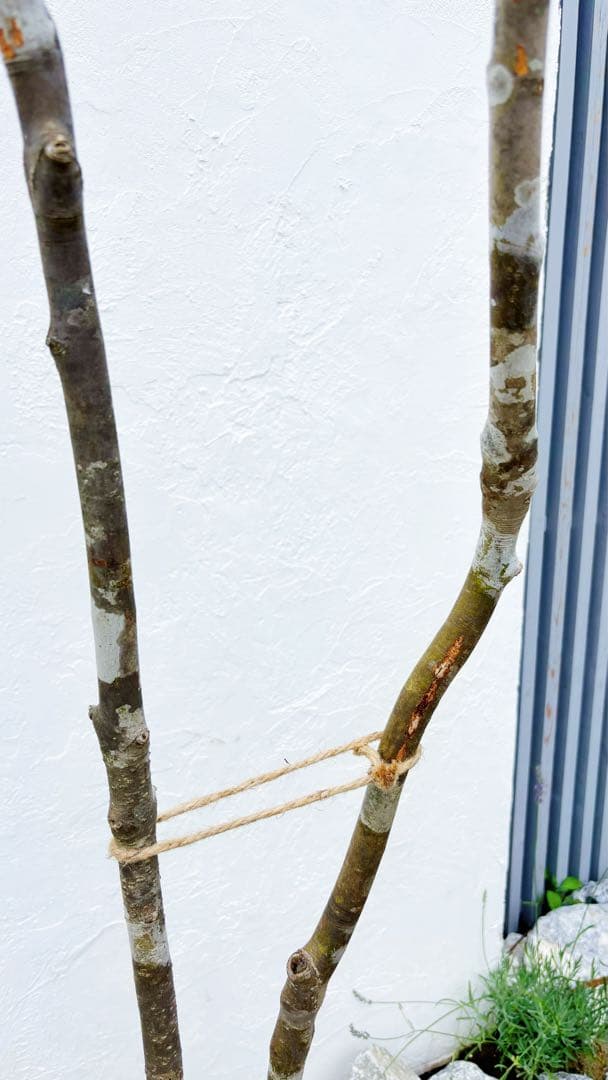 夏輝リクエスト2点