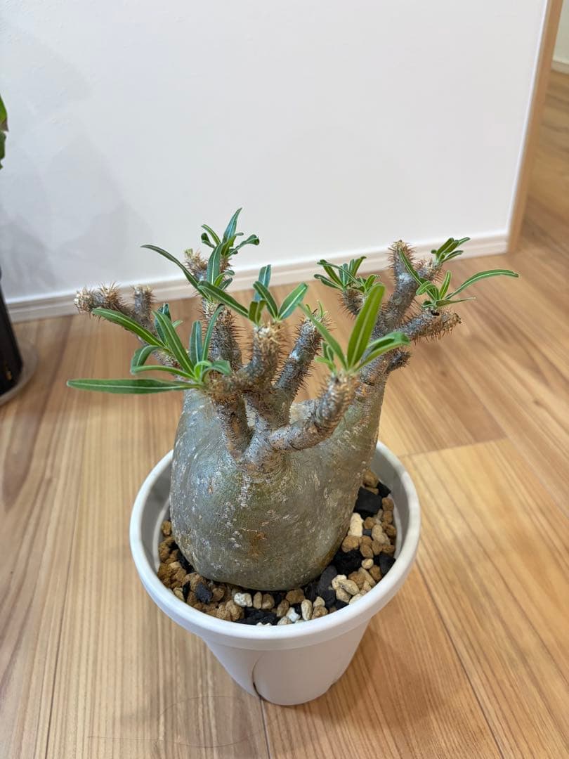 パキポディウム グラキリス 発根済 【14】