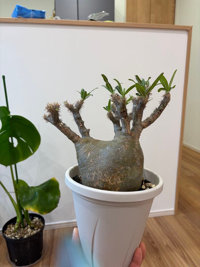 パキポディウム グラキリス 発根済 【14】