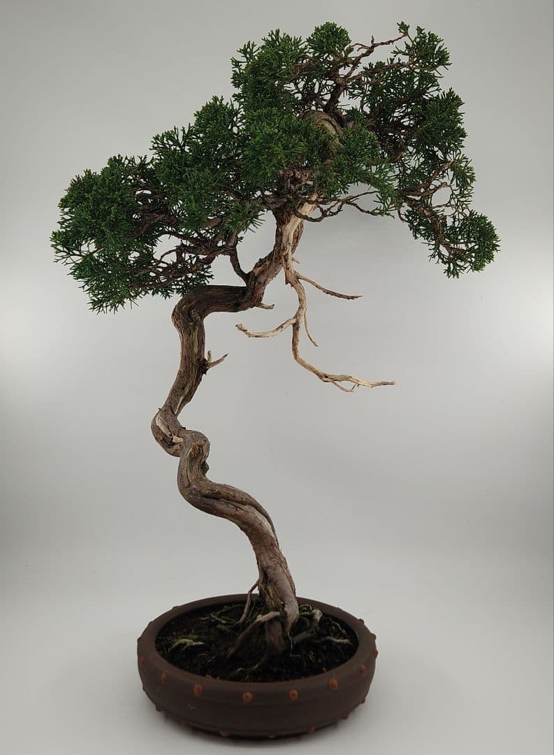 お正月セール 10日まで 大品 文人 糸魚川盆栽 五葉松盆栽 真柏盆栽 懸崖
