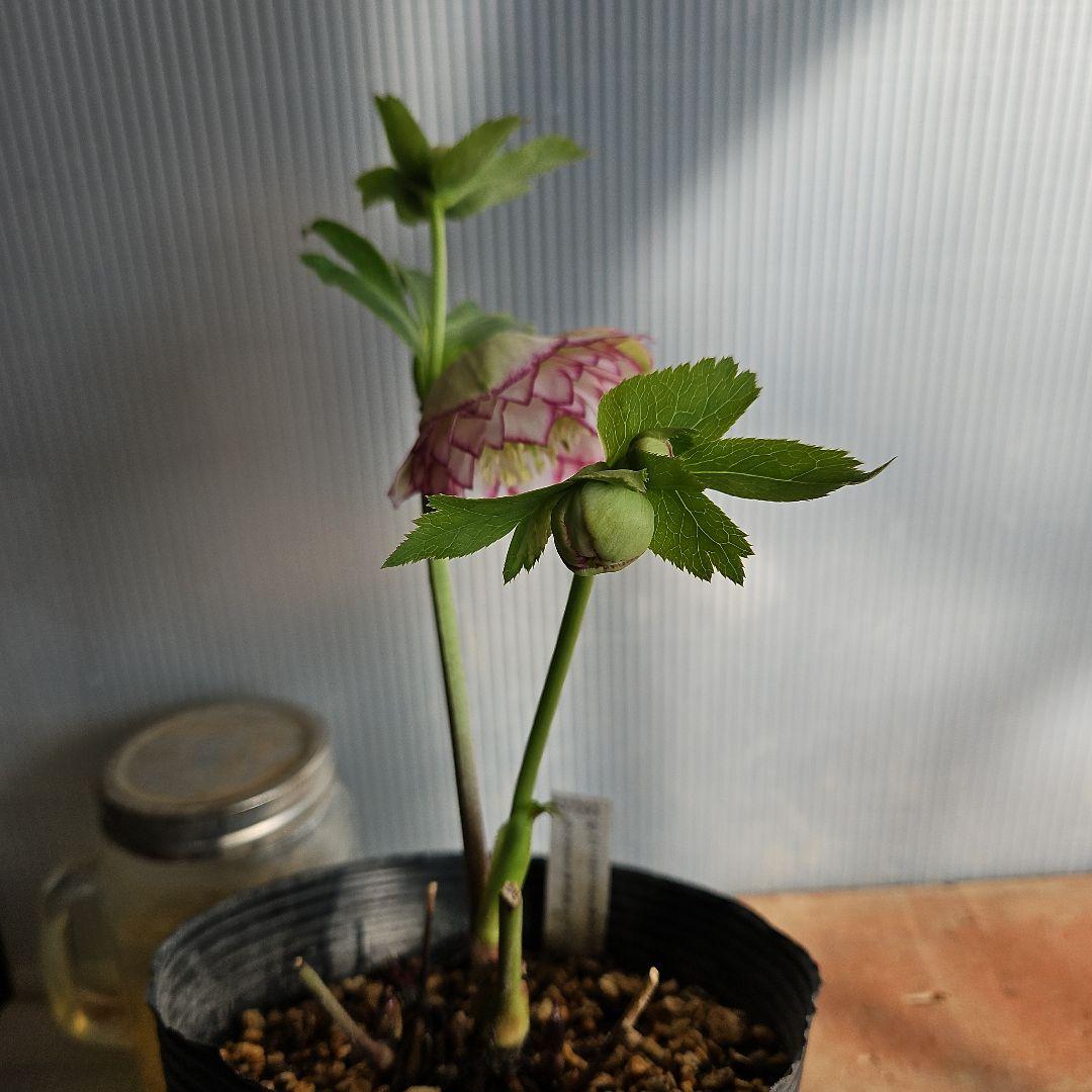 蒼ララ様ご購入苗㉖-139㉖-216クリスマスローズ