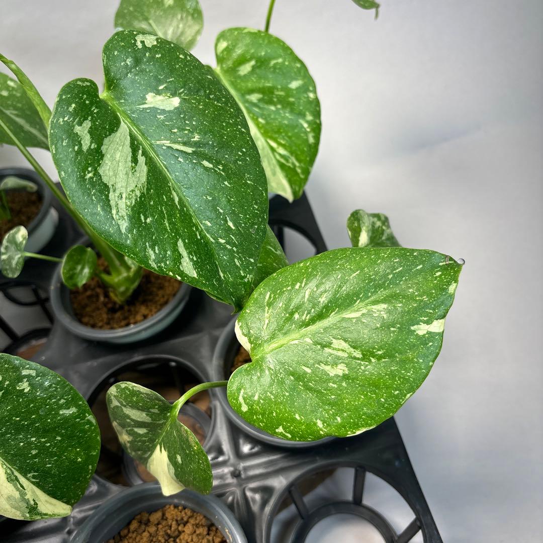 r*8様 10株セットMS134【特別選抜】モンステラ・タイコンステレーション