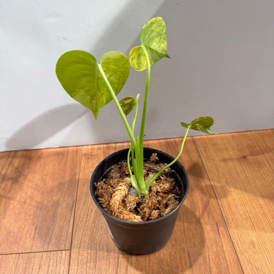 K*n様 美斑　モンステラ　デリシオーサ　イエローマリリン