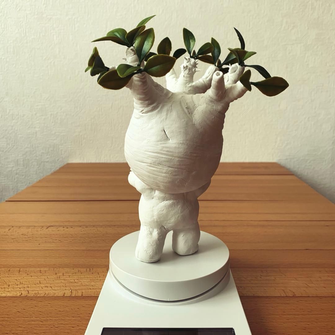 パキポディウム　グラキリス みるきゅん様　確認用ページ