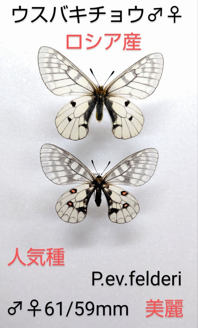 ウスバキチョウ♂♀標本★ロシア産★ P.ev.felderi 美麗ペア標本
