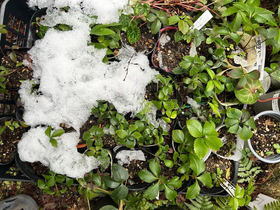 クリスマス　確認用