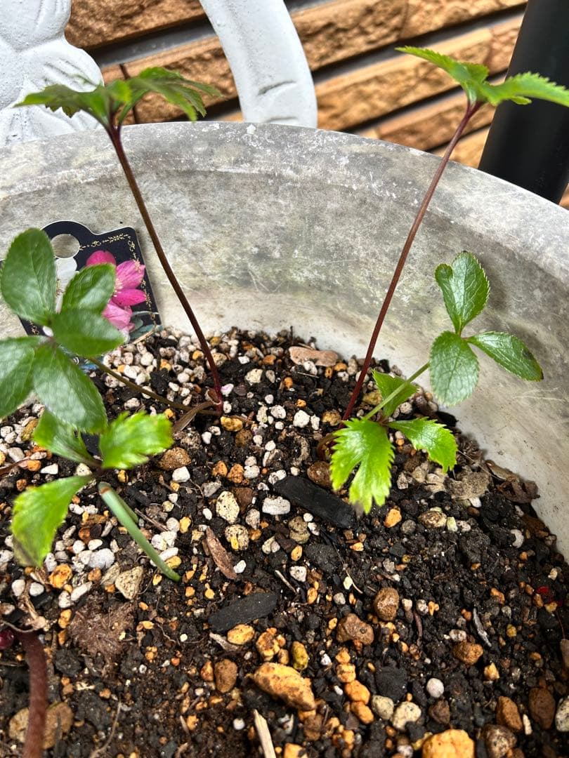 クリスマス　確認用