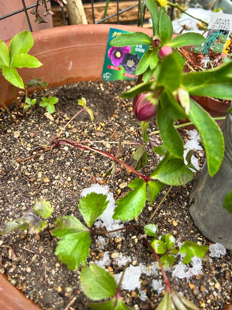 クリスマス　確認用