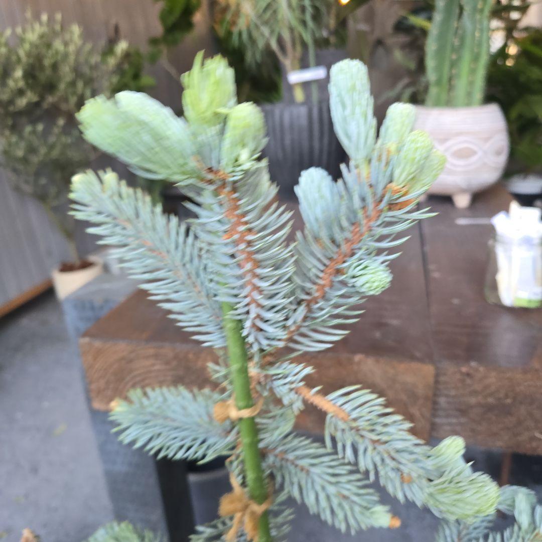 ③　プンゲンストウヒ　ホプシー　8号最高等級極上品‼️