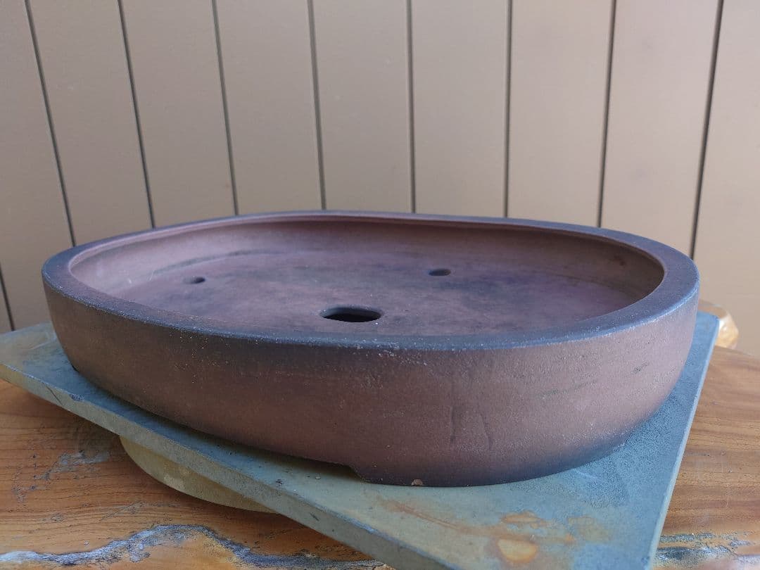 盆栽　鉢　緑巳斉春松　幅47.5cm