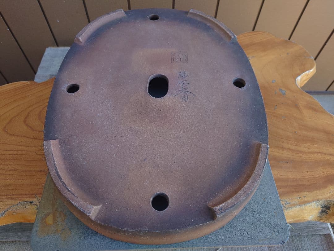 盆栽　鉢　緑巳斉春松　幅47.5cm