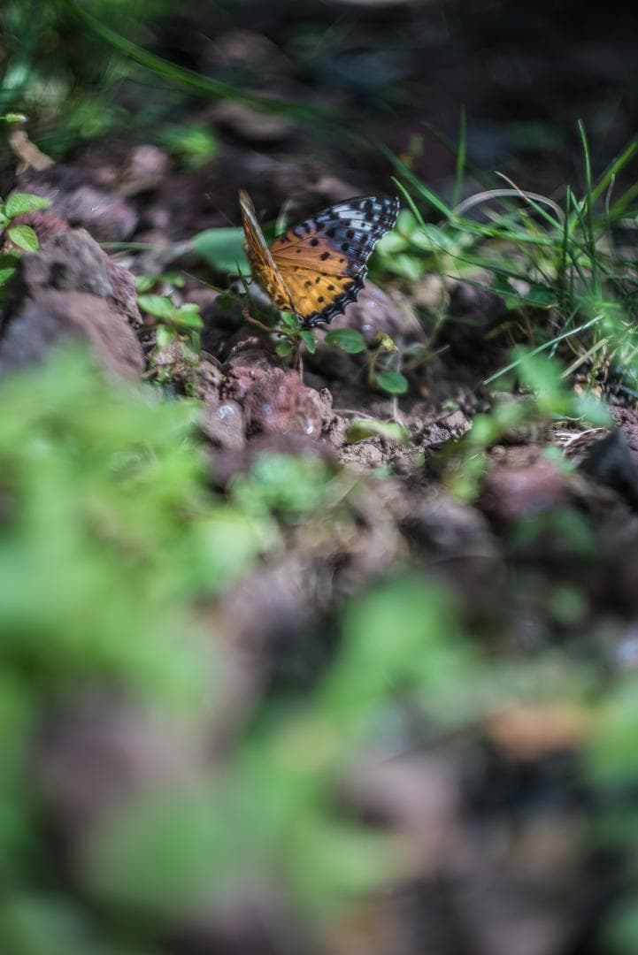 山崎磨き！Leica Summarit 50mm f1.5 オールドレンズ