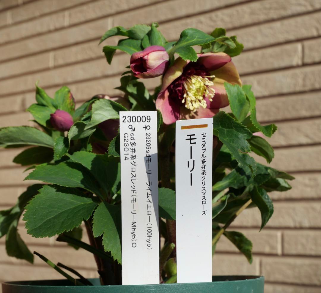 クリスマスローズ 認定モーリー 加藤農園