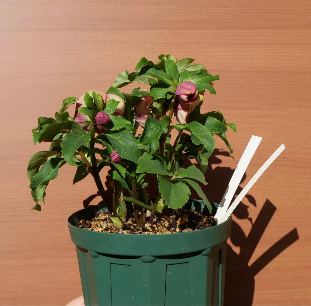 クリスマスローズ 認定モーリー 加藤農園