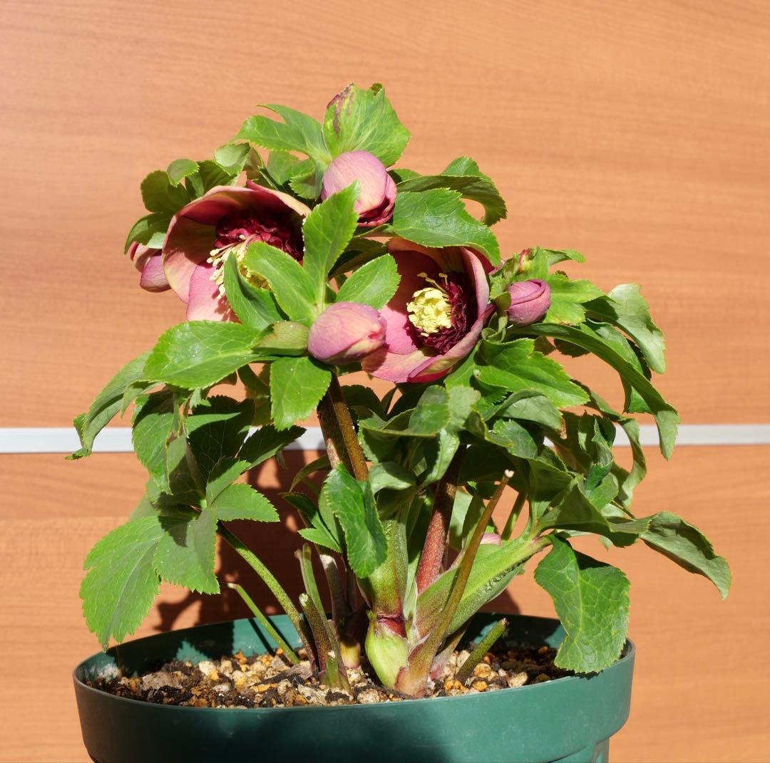 クリスマスローズ 認定モーリー 加藤農園