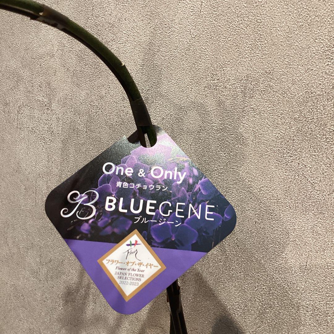 入荷少なめです❗️超希少❗️胡蝶蘭❤️ブルージーン　1本立