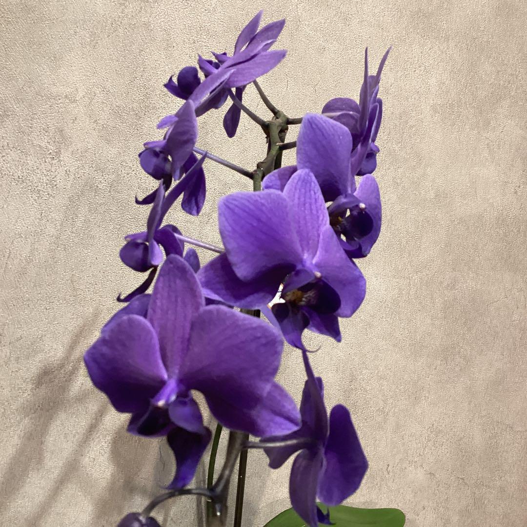 入荷少なめです❗️超希少❗️胡蝶蘭❤️ブルージーン　1本立