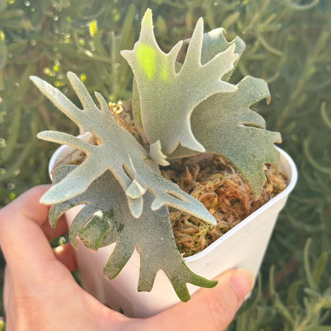 断熱材！！Yellow moon dwarf ’totoro’ spore511