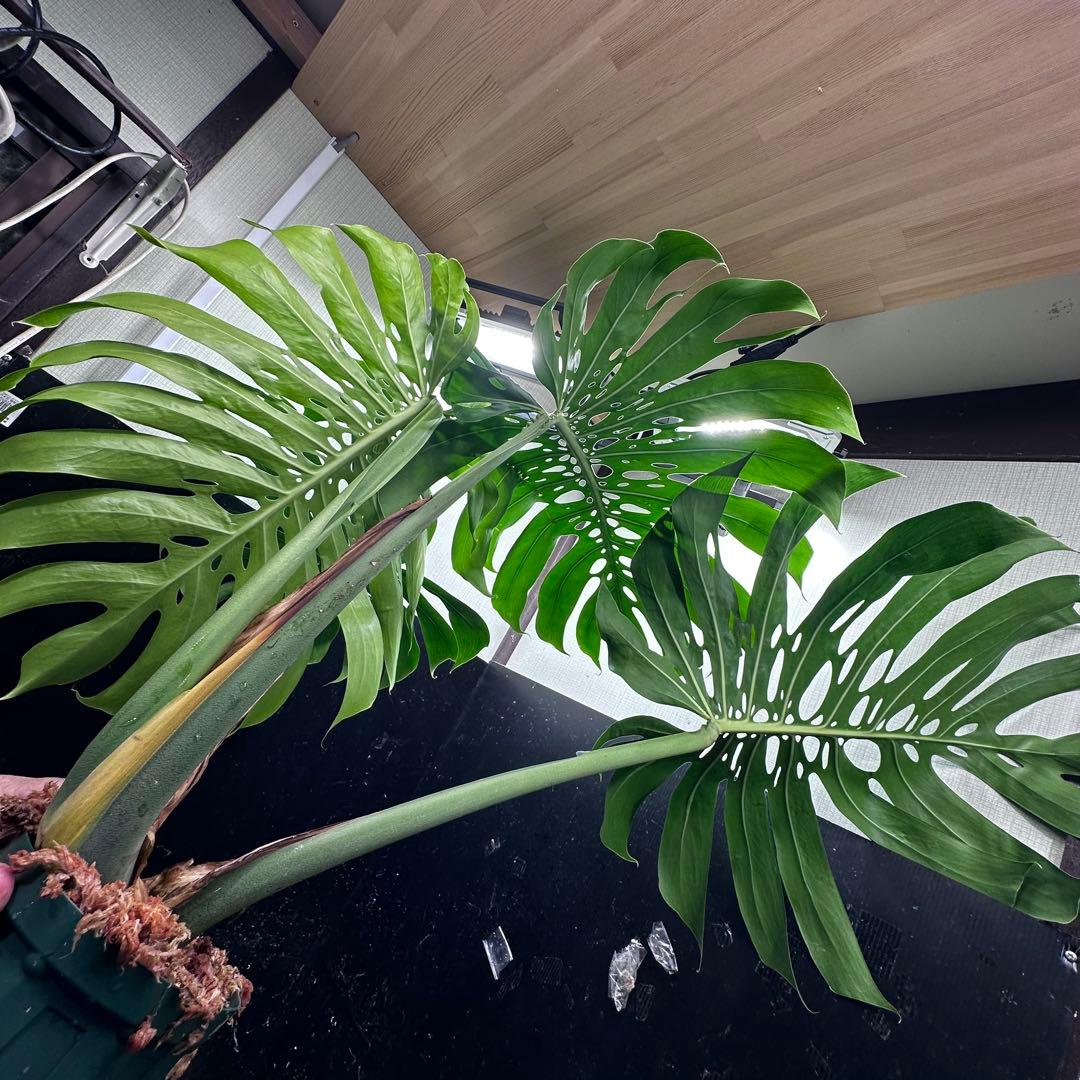 モンステラデリシオーサマクロコズム超希少系統鉢植え105㎝