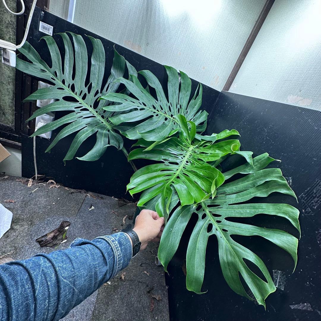 モンステラデリシオーサマクロコズム超希少系統鉢植え105㎝