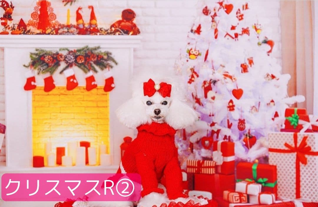 背景布×10枚+2　ペット撮影用ブース　トリミングチョーカー販売中　お正月、春