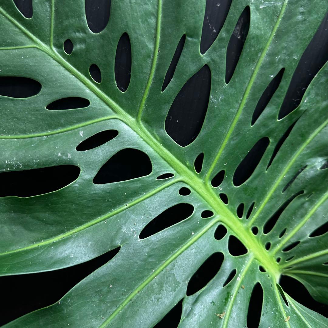 モンステラデリシオーサマクロコズム大型葉希少系統鉢植え高さ98㎝超大株