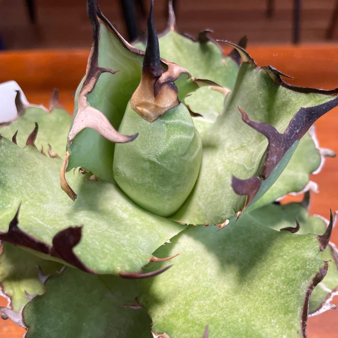 アガベ　チタノタハデス　エイプ