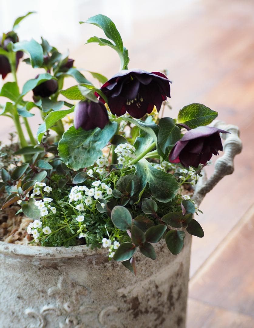 【お値下】クリスマスローズのシックな寄せ植え