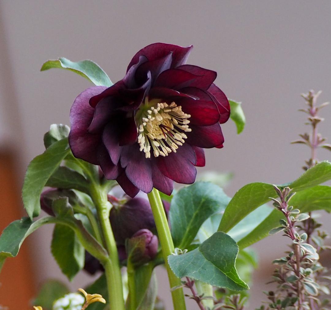 【お値下】クリスマスローズのシックな寄せ植え