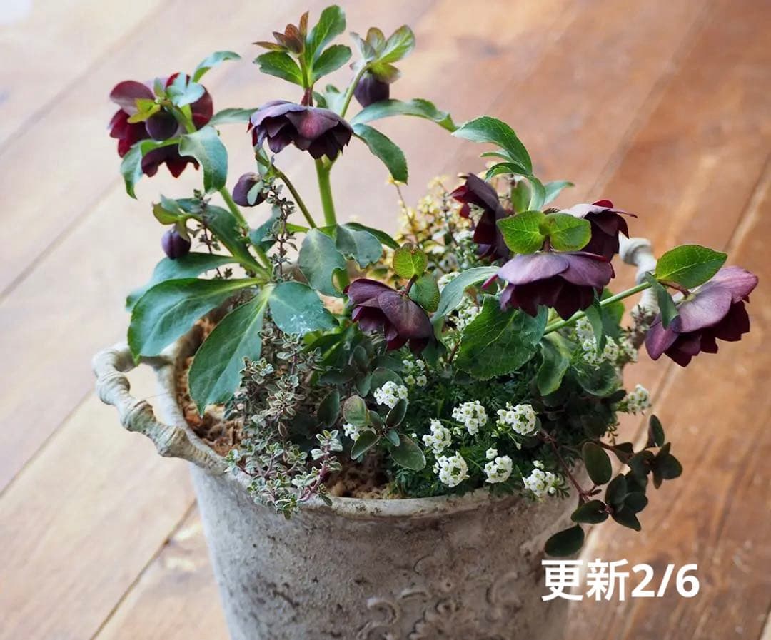 【お値下】クリスマスローズのシックな寄せ植え