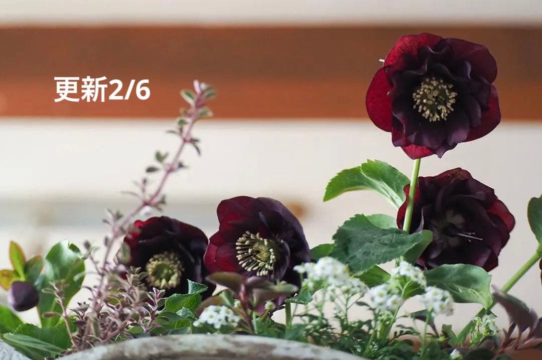 【お値下】クリスマスローズのシックな寄せ植え