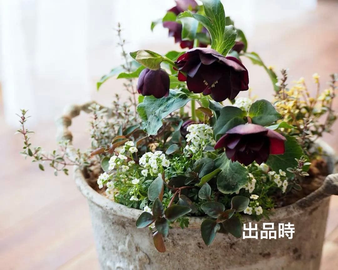 【お値下】クリスマスローズのシックな寄せ植え