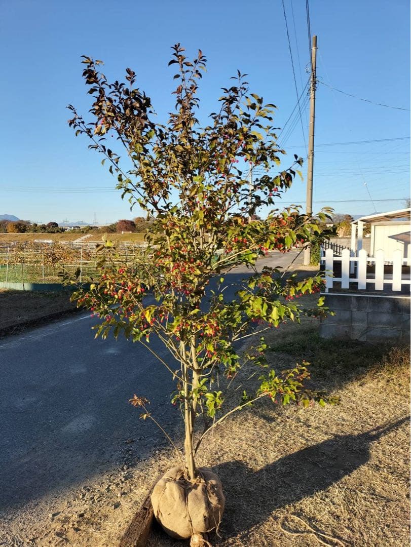 ソヨゴ メス 株立ち 7本立ち (実 すずなり)