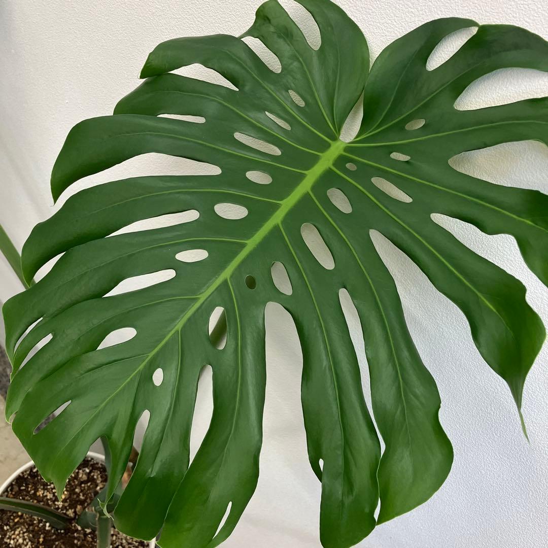 R★新潟市北区引き取り①モンステラ　特大　高さ110 幅138.