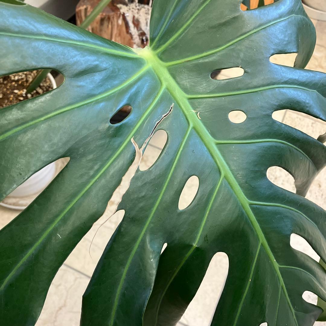 R★新潟市北区引き取り①モンステラ　特大　高さ110 幅138.