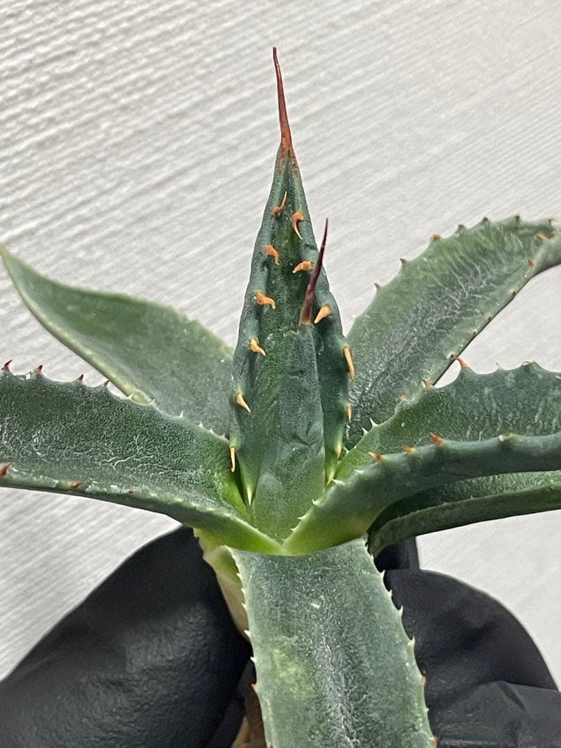 ジェレミー産Hidden Agaveアガベ エボリスピナ×モンタナ ハイブリッド